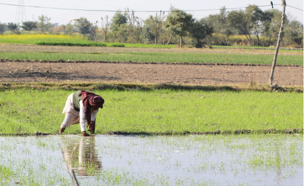 Haryana Government’s Important Decision on Purchase of Mustard