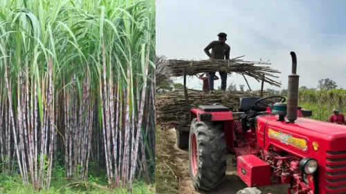 Mahindra's AI Tech Boosts Sugarcane Harvesting for Kolhe Sugar Factory