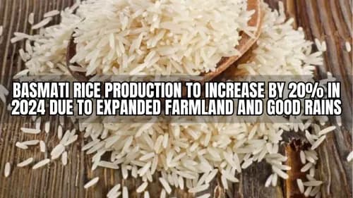 Basmati Rice Production to Increase by 20% in 2024 Due to Expanded Farmland and Good Rains