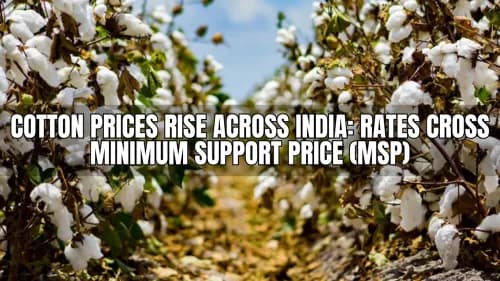 Cotton Prices Rise Across India: Rates Cross Minimum Support Price (MSP)