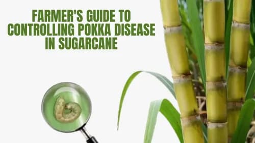 Farmer's Guide to Controlling Pokka Disease in Sugarcane
