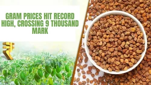Gram Prices Hit Record High, Crossing Rs. 9000 Mark
