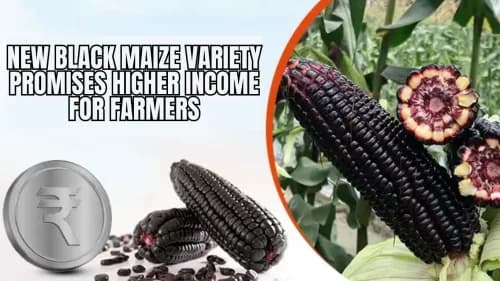 New Black Maize Variety Promises Higher Income for Farmers