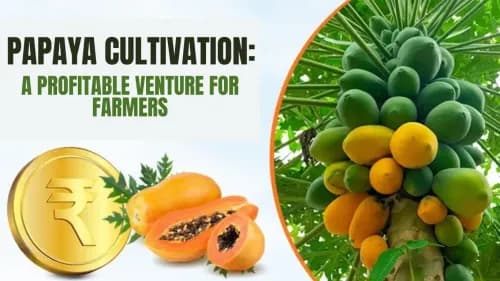 Papaya Cultivation: A Profitable Venture for Farmers