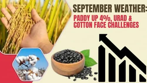 September Weather: Paddy Up 4%, Urad & Cotton Face Challenges