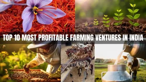 Top 10 Most Profitable Farming Ventures in India