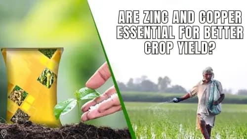 Are Zinc and Copper Essential for Better Crop Yield?