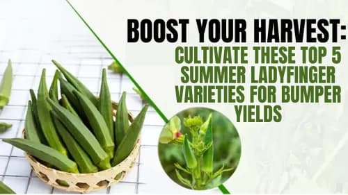 Boost Your Harvest: Cultivate These Top 5 Summer Ladyfinger Varieties for Bumper Yields