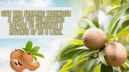 Give this farming technique a shot for cultivating Sapota to generate a revenue of Rs 8 Lakh