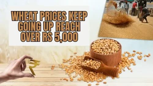 Wheat Prices Keep Going Up Reach Over Rs 5,000